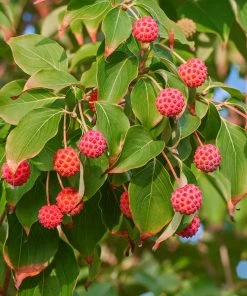 Fast Growing Trees Starlight Flowering Dogwood Tree Dogwood Trees