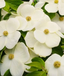 Fast Growing Trees Starlight Flowering Dogwood Tree Dogwood Trees