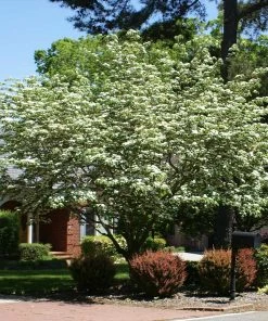 Fast Growing Trees Starlight Flowering Dogwood Tree Dogwood Trees