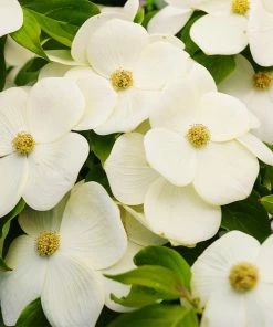 Fast Growing Trees Starlight Flowering Dogwood Tree Dogwood Trees