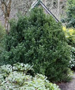 Fast Growing Trees Steeds Japanese Holly Shrub