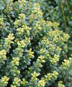 Fast Growing Trees Steeds Japanese Holly Shrub