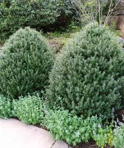 Fast Growing Trees Steeds Japanese Holly Shrub