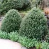 Fast Growing Trees Steeds Japanese Holly Shrub