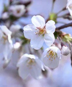 Fast Growing Trees Cherry Trees Stella Cherry Tree