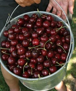 Fast Growing Trees Cherry Trees Stella Cherry Tree