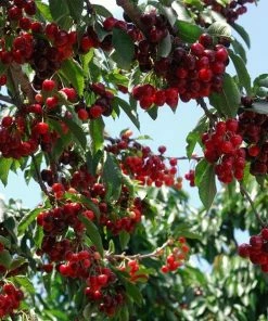 Fast Growing Trees Cherry Trees Stella Cherry Tree