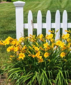 Fast Growing Trees Most Cold Hardy Stella D'Oro Daylily Plant