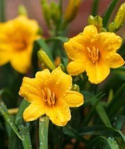 Fast Growing Trees Most Cold Hardy Stella D'Oro Daylily Plant 8 Fast Growing Trees Most Cold Hardy Stella D'Oro Daylily Plant