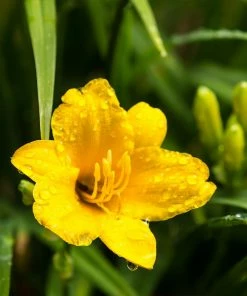 Fast Growing Trees Most Cold Hardy Stella D'Oro Daylily Plant 9 Fast Growing Trees Most Cold Hardy Stella D'Oro Daylily Plant