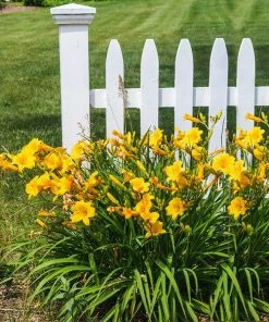 Fast Growing Trees Most Cold Hardy Stella D'Oro Daylily Plant