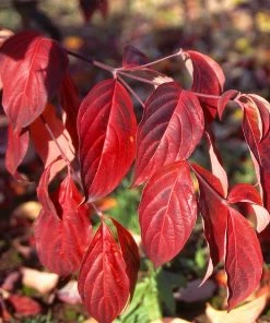Fast Growing Trees Stellar Pink Dogwood Tree Dogwood Trees