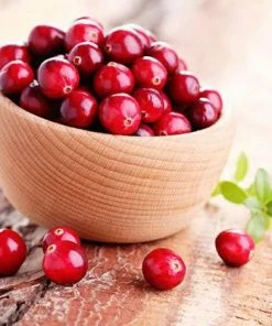 Fast Growing Trees Cranberry Bushes Stevens Cranberry Plant - USDA Organic