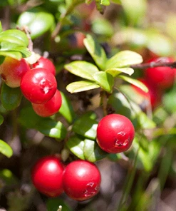 Fast Growing Trees Stevens Cranberry
