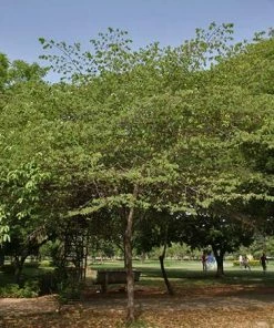 Fast Growing Trees Strawberry Tree