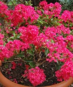 Fast Growing Trees Strawberry Dazzle® Dwarf Crape Myrtle