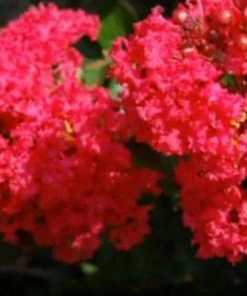 Fast Growing Trees Strawberry Dazzle® Dwarf Crape Myrtle
