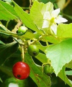 Fast Growing Trees Strawberry Tree