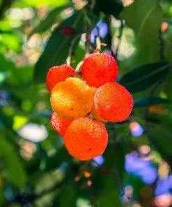 Fast Growing Trees Strawberry Tree See All Fruit Trees 7 Fast Growing Trees Strawberry Tree See All Fruit Trees