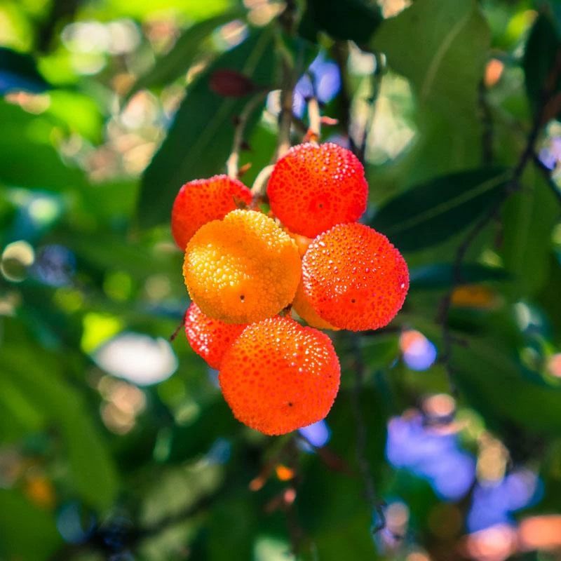 Fast Growing Trees Strawberry Tree See All Fruit Trees 5 Fast Growing Trees Strawberry Tree See All Fruit Trees
