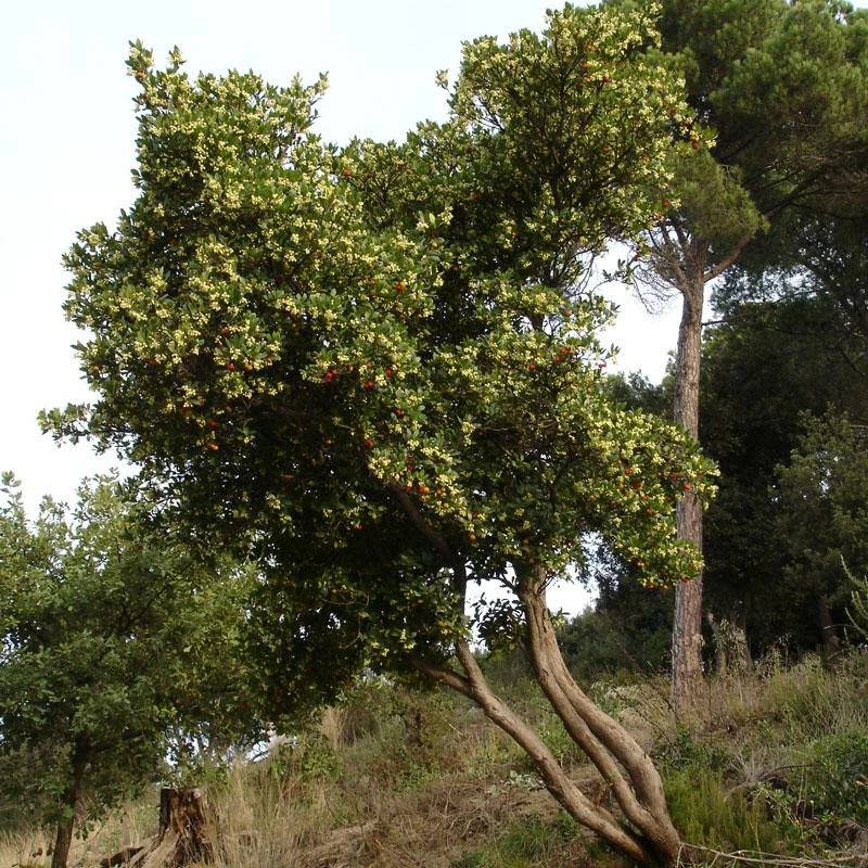 Fast Growing Trees Strawberry Tree See All Fruit Trees 4 Fast Growing Trees Strawberry Tree See All Fruit Trees