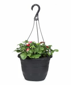 Fast Growing Trees Strawberry Hanging Basket Strawberry Plants 10 Fast Growing Trees Strawberry Hanging Basket Strawberry Plants