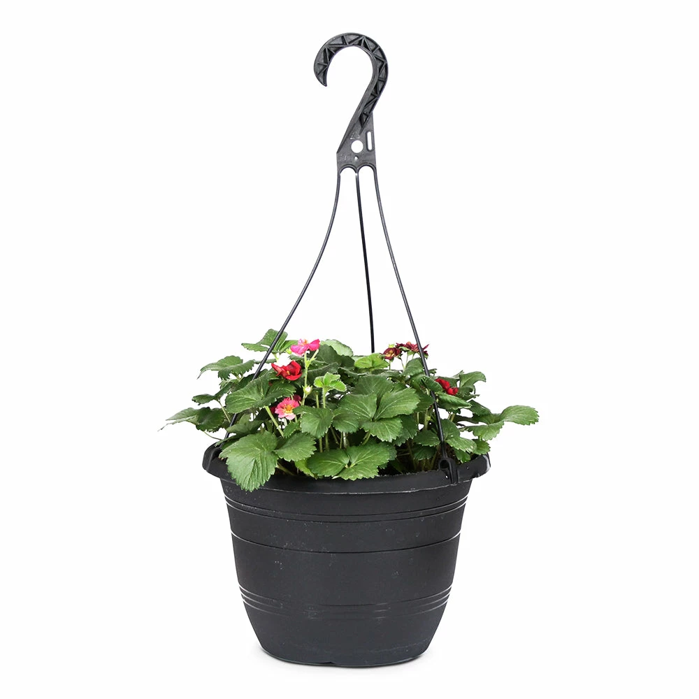 Fast Growing Trees Strawberry Hanging Basket Strawberry Plants 6 Fast Growing Trees Strawberry Hanging Basket Strawberry Plants