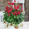 Fast Growing Trees Strawberry Hanging Basket Strawberry Plants