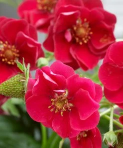 Fast Growing Trees Strawberry Hanging Basket Strawberry Plants 9 Fast Growing Trees Strawberry Hanging Basket Strawberry Plants