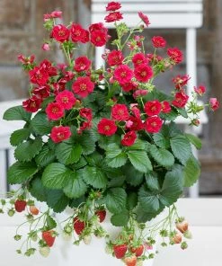 Fast Growing Trees Strawberry Hanging Basket Strawberry Plants