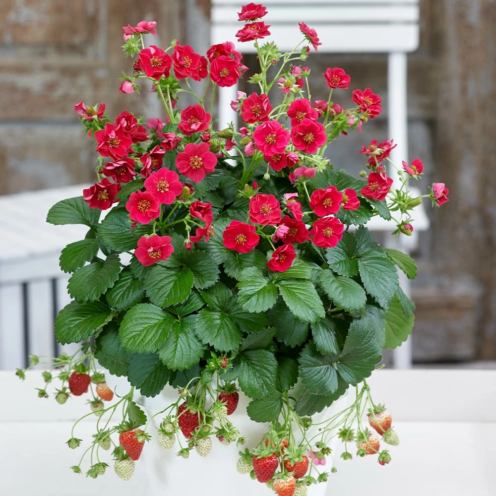 Fast Growing Trees Strawberry Hanging Basket Strawberry Plants 4 Fast Growing Trees Strawberry Hanging Basket Strawberry Plants