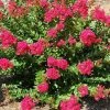 Fast Growing Trees Strawberry Dazzle® Dwarf Crape Myrtle