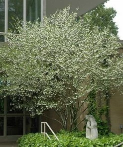 Fast Growing Trees Japanese Snowbell Tree