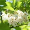 Fast Growing Trees Japanese Snowbell Tree 2 Fast Growing Trees Japanese Snowbell Tree