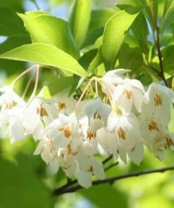 Fast Growing Trees Japanese Snowbell Tree