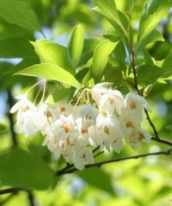 Fast Growing Trees Japanese Snowbell Tree