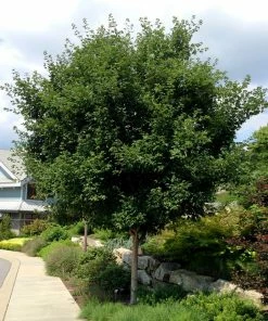 Fast Growing Trees Sugar Maple Tree
