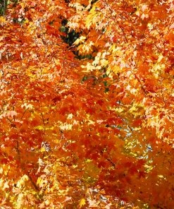 Fast Growing Trees Sugar Maple Tree