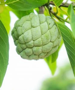 Fast Growing Trees See All Fruit Trees Sugar Apple Tree (Sweetsop Tree)