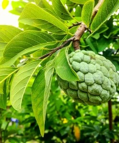 Fast Growing Trees See All Fruit Trees Sugar Apple Tree (Sweetsop Tree)