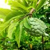 Fast Growing Trees See All Fruit Trees Sugar Apple Tree (Sweetsop Tree)