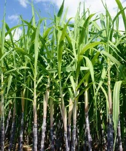 Fast Growing Trees Sugar Cane