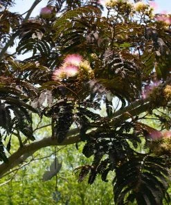 Fast Growing Trees Summer Chocolate Mimosa Tree