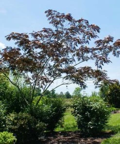 Fast Growing Trees Summer Chocolate Mimosa Tree