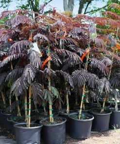 Fast Growing Trees Summer Chocolate Mimosa Tree