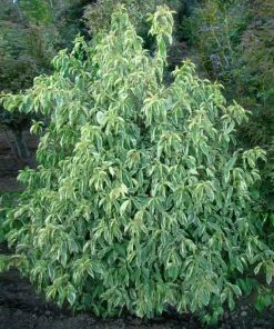 Fast Growing Trees Summer Splash™ Dogwood Tree