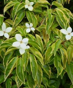 Fast Growing Trees Summer Splash™ Dogwood Tree