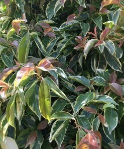 Fast Growing Trees Summer Splash™ Dogwood Tree