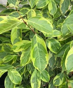 Fast Growing Trees Summer Splash™ Dogwood Tree