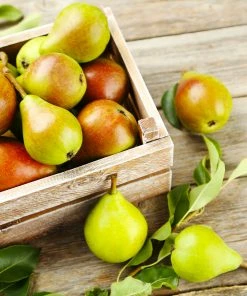 Fast Growing Trees Summercrisp Pear Tree Pear Trees